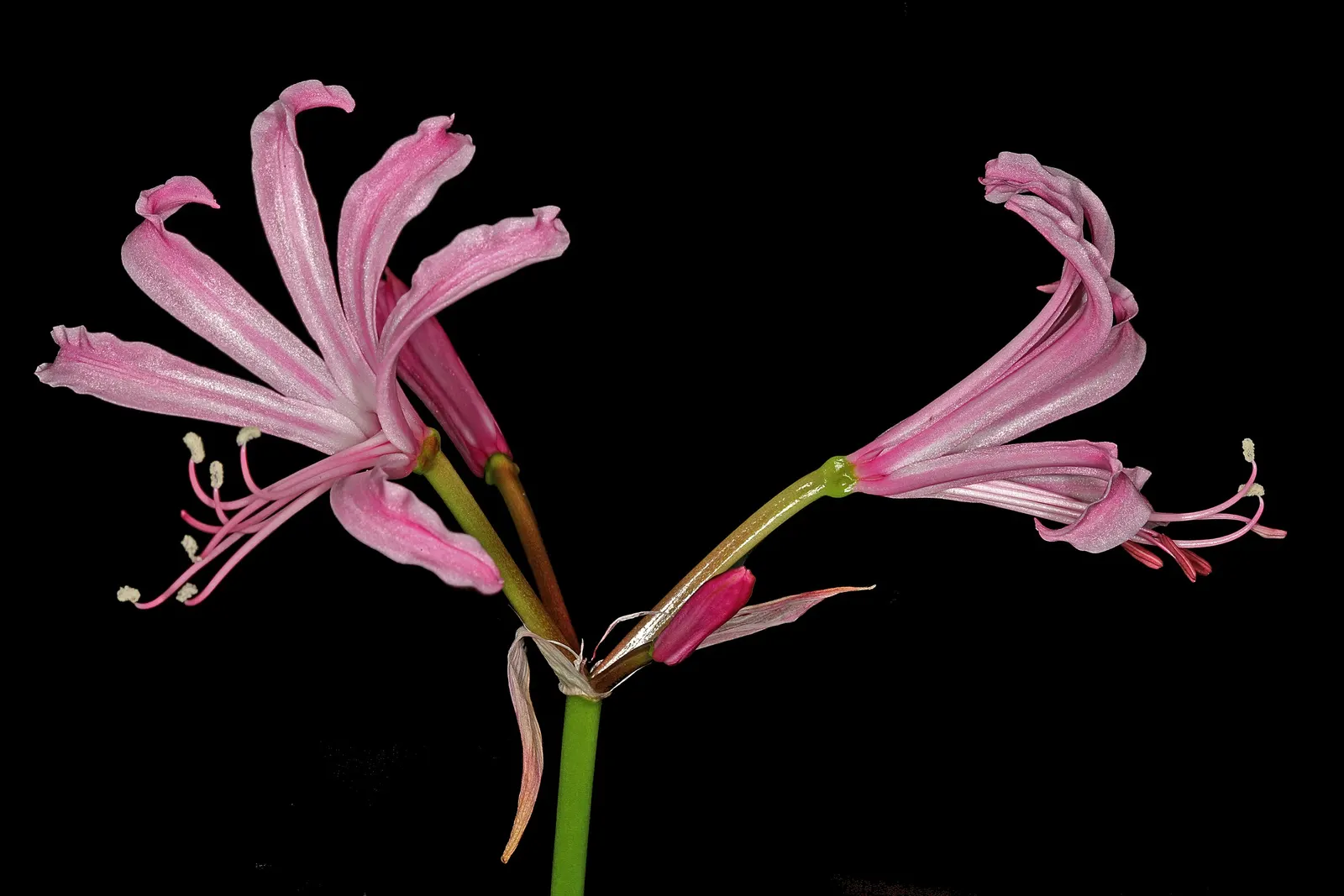 Guernsey Lily (Nerine Bovdenii) — requiring well-draining soil to prevent bulb rot