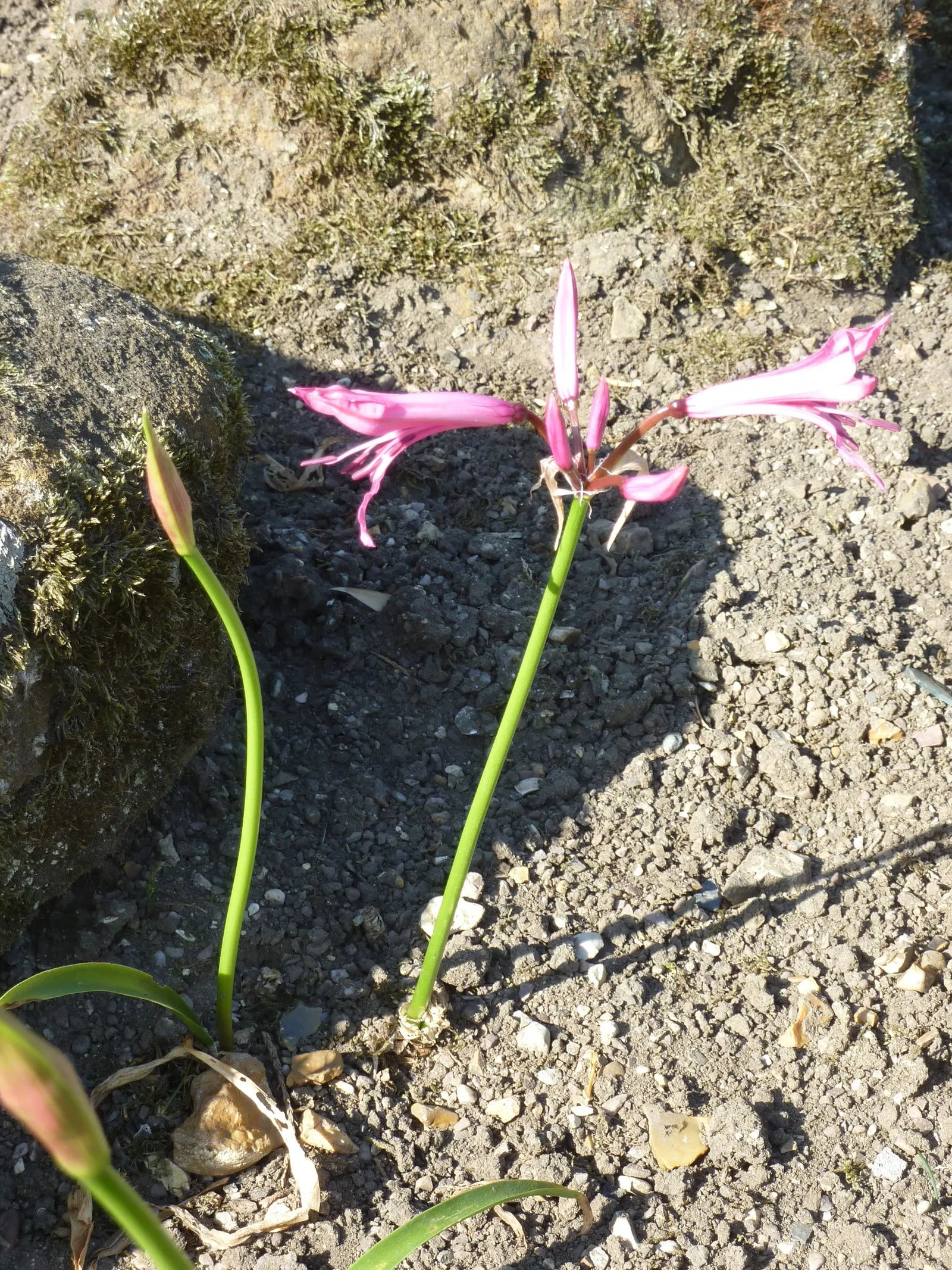 Guernsey Lily (Nerine Bovdenii) — a precaution particularly important in regions with wet winters