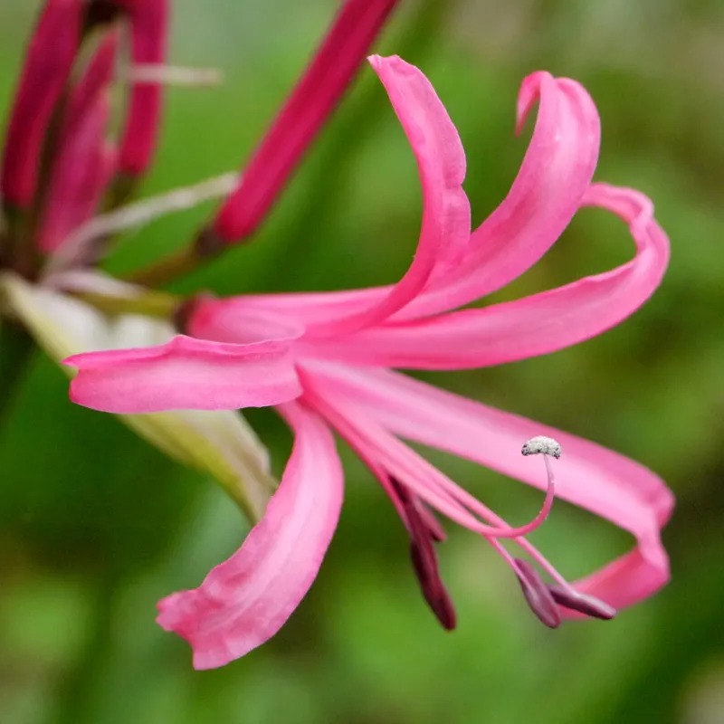 Guernsey Lily (Nerine Bovdenii) — emerging from a base of narrow