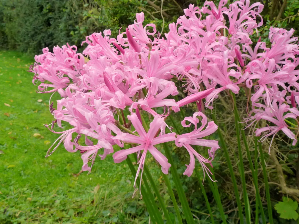 Guernsey Lily (Nerine Bovdenii) — Moreover, the blooms have a long vase life, making them exquisite cut flowers to bring indoors