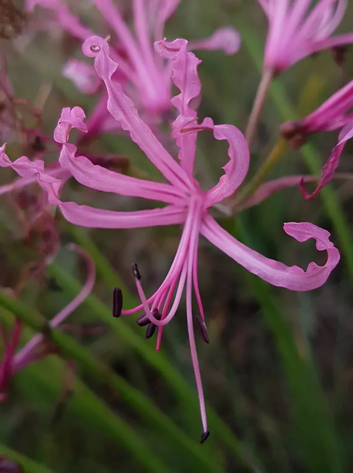 Guernsey Lily (Nerine Bovdenii) — Plant in well-draining soil in zones 7-10