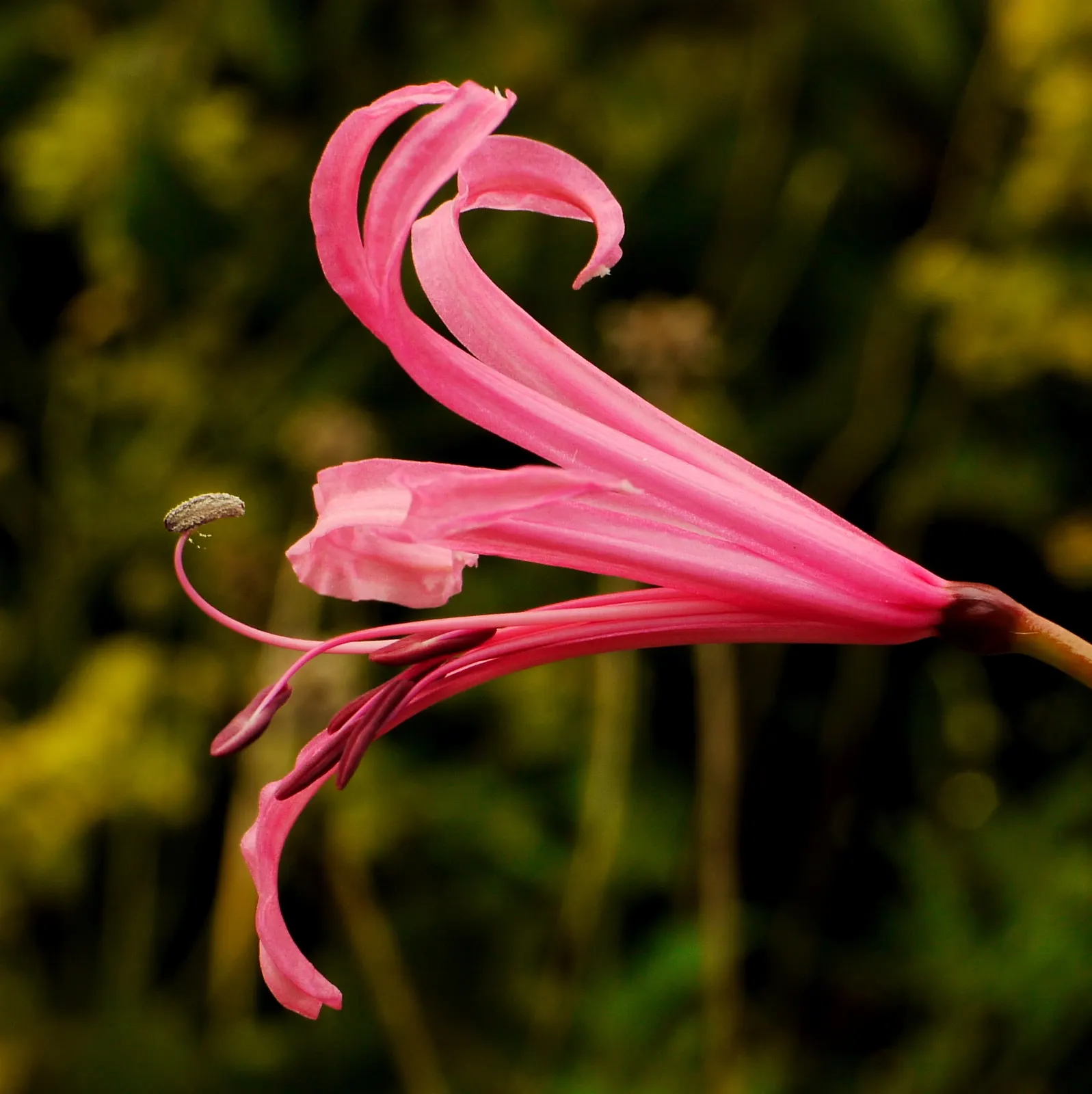 Guernsey Lily (Nerine Bovdenii) — These scapes are slender yet sturdy