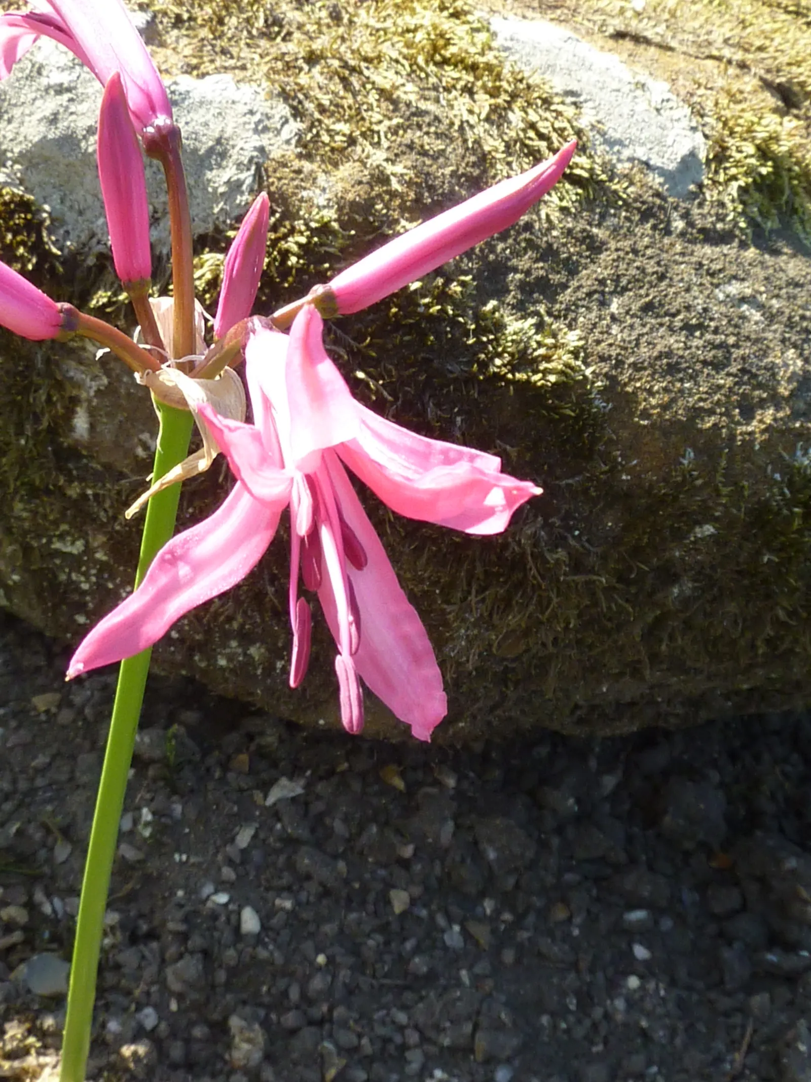 Guernsey Lily (Nerine Bovdenii) — The Pink Nerine Lily (Nerine bowdenii) dazzles with its vibrant pink; this hardy bulb enjoys full sun to partial shade