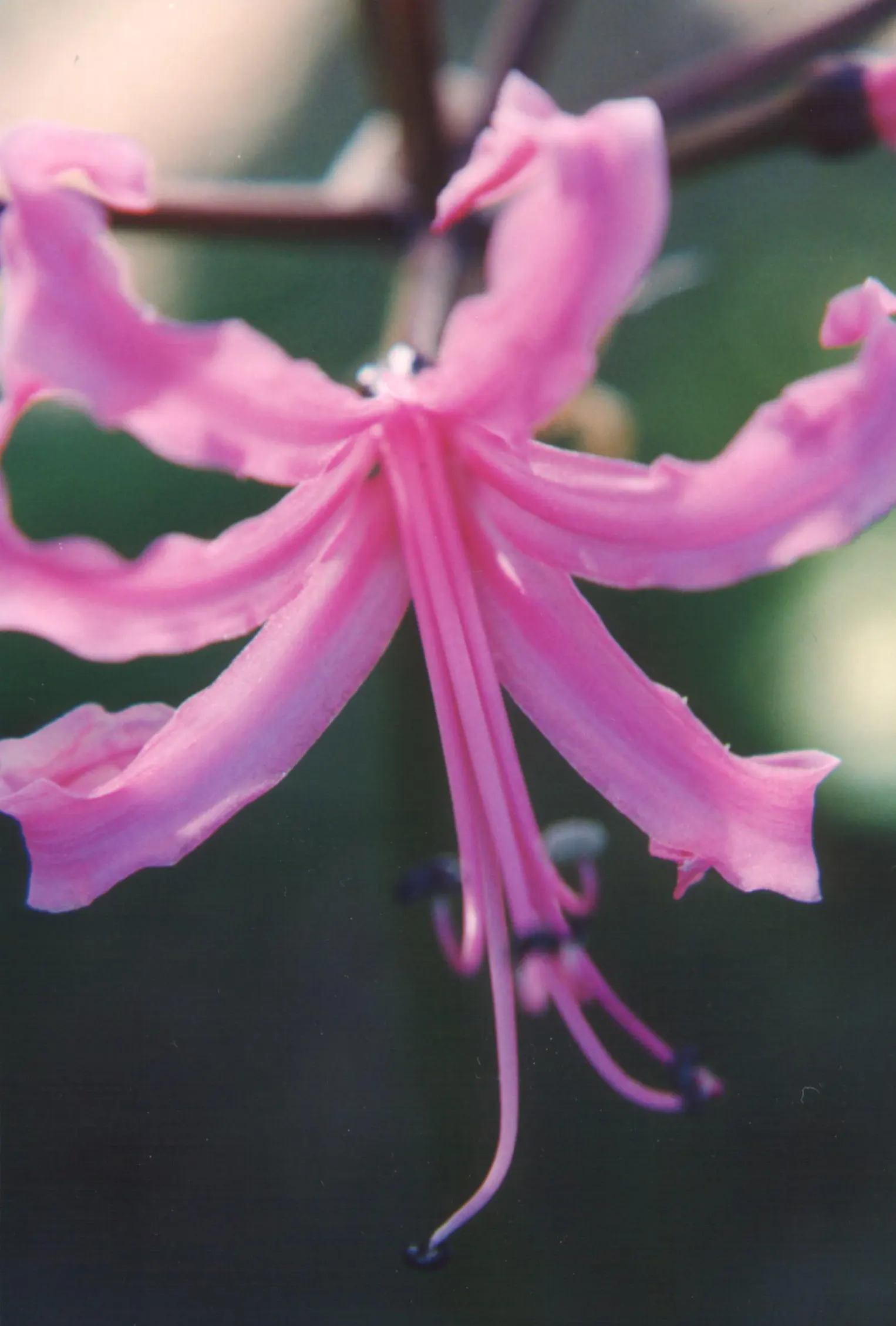 Guernsey Lily (Nerine Bovdenii) — star-shaped flowers atop 18 to 24-inch tall stems; sitting atop leafless scapes that can rise to an impressive height of