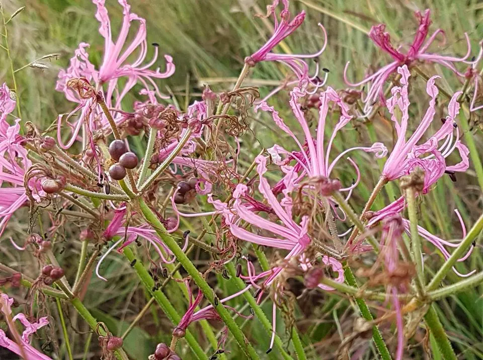 Guernsey Lily (Nerine Bovdenii) — With minimal care, the Nerine Lily offers a striking finish to borders and can be a captivating cut flower