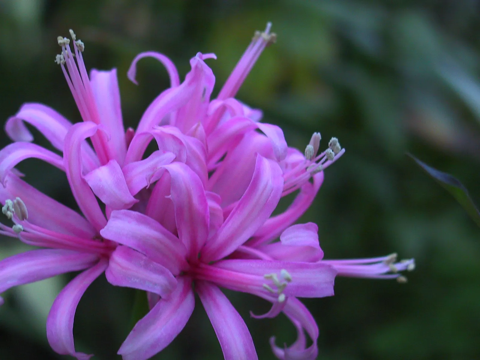 Guernsey Lily (Nerine Bovdenii) — is a captivating bulbous perennial that adds a touch of whimsy and color to late summer and fall landscapes