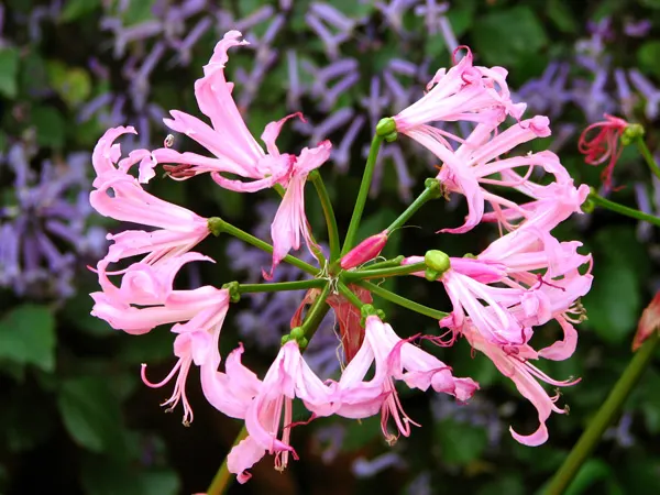 Guernsey Lily (Nerine Bovdenii) — This hardy bulb enjoys full sun to partial shade, blooming in late summer to fall