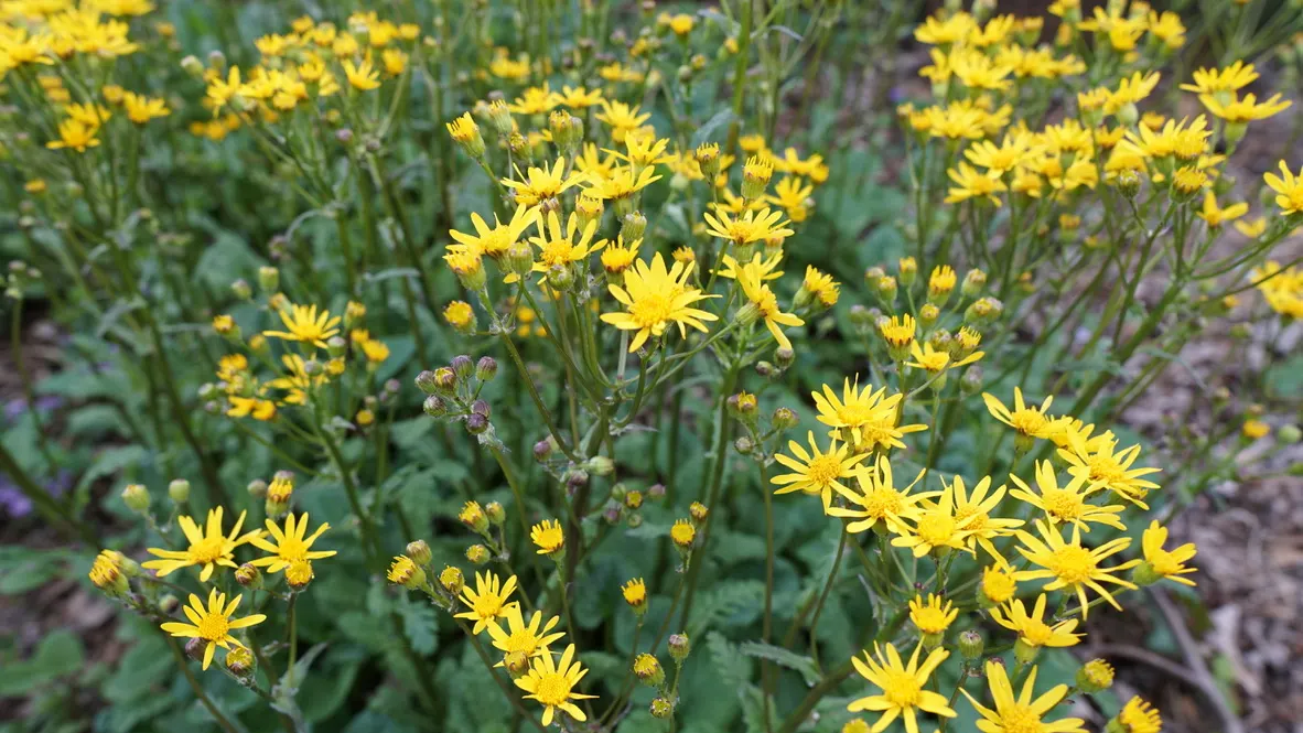 Golden Groundsel (Packera Aurea) — note that Golden Groundsel flourishes in part shade to full shade; reaching heights up to 2 feet.<br><br>When considering