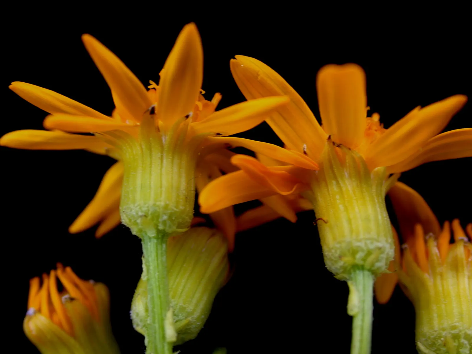 Golden Groundsel (Packera Aurea) — yellow flowers in the garden; thrives in USDA hardiness zones 3 through 8