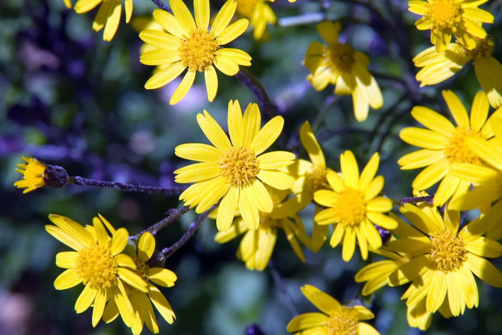 Golden Groundsel (Packera Aurea) — is an enchanting herbaceous perennial that promises to add a burst of sunny color to your landscape design