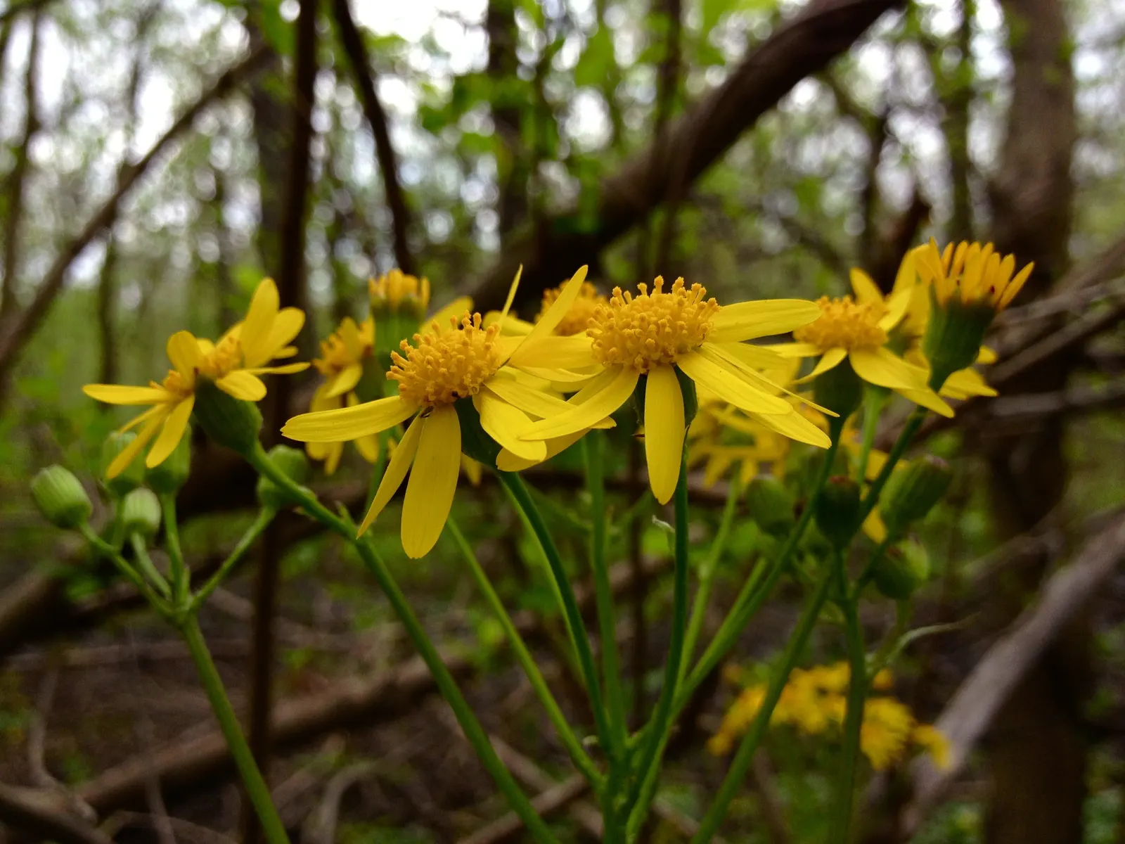 Golden Groundsel (Packera Aurea) — erect stems that rise above the foliage; prefers moist, well-drained soil, image 73