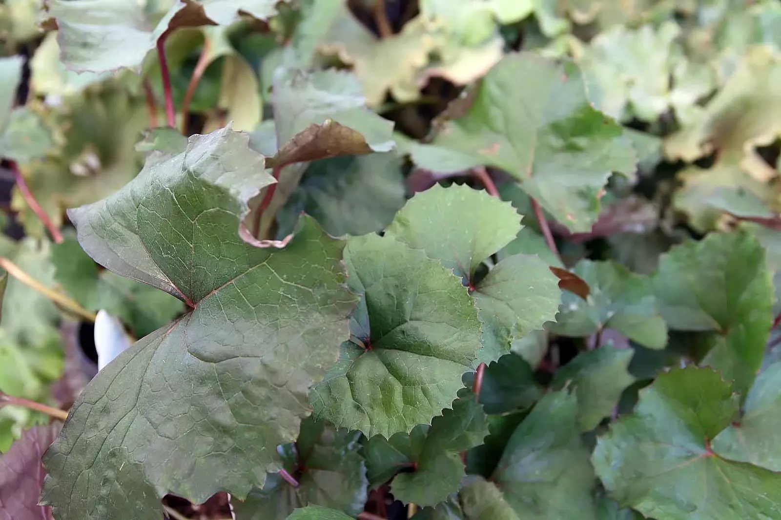 Golden Groundsel (Packera Aurea) — toothed leaves remain an attractive deep green throughout the growing season