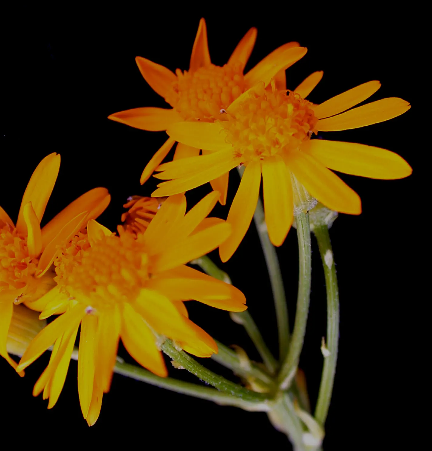 Golden Groundsel (Packera Aurea) — erect stems that rise above the foliage