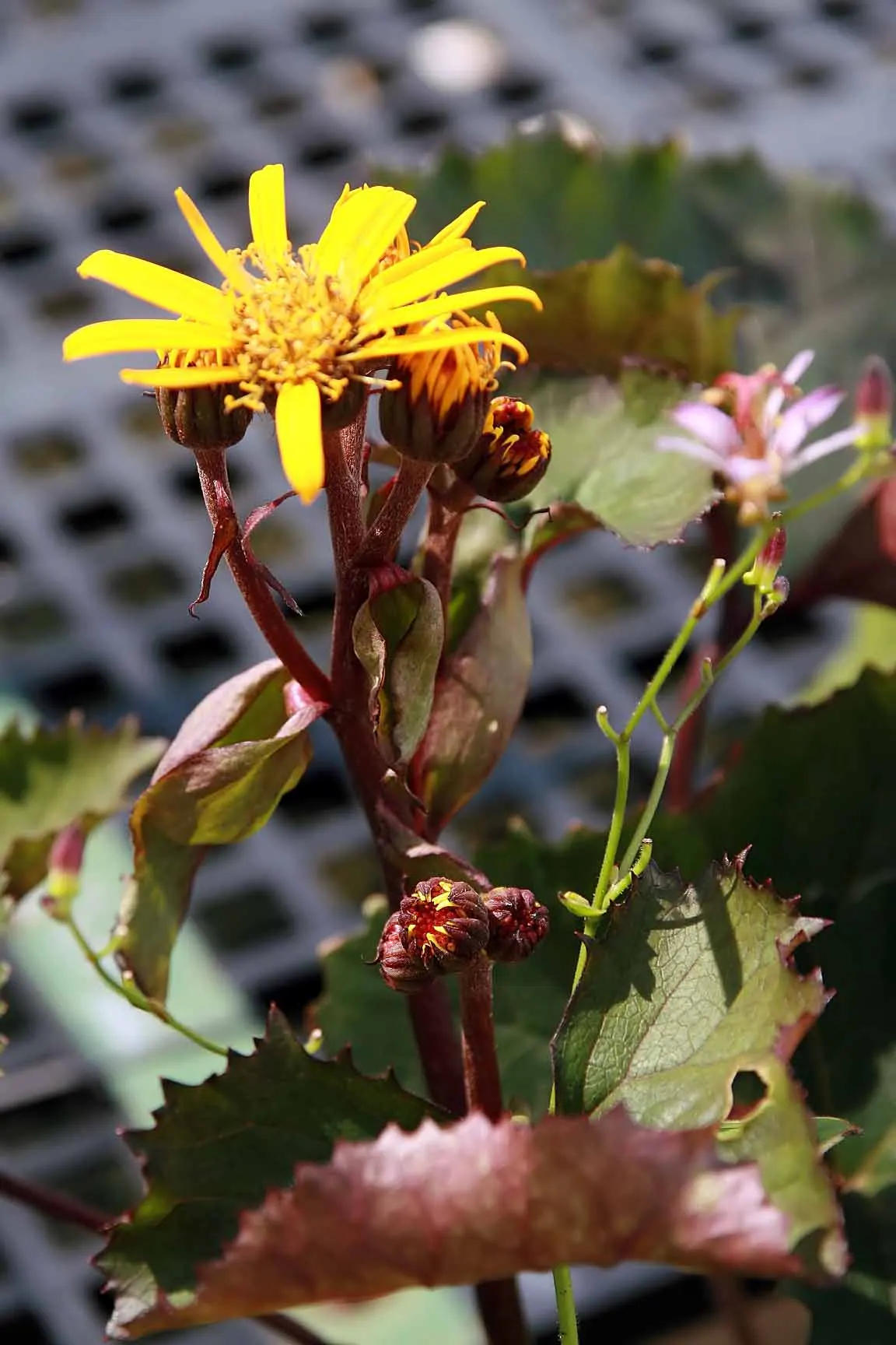 Golden Groundsel (Packera Aurea) — Packera aurea will a valuable addition to your client's garden sanctuary