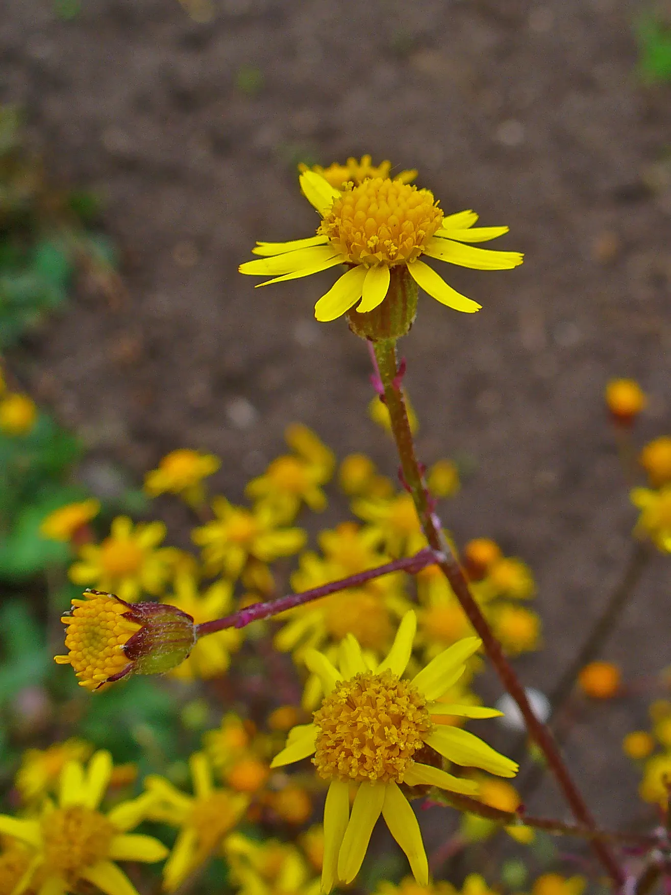 Golden Groundsel (Packera Aurea) — Attracts pollinators while being deer-resistant; thrives in USDA hardiness zones 3 through 8, image 62