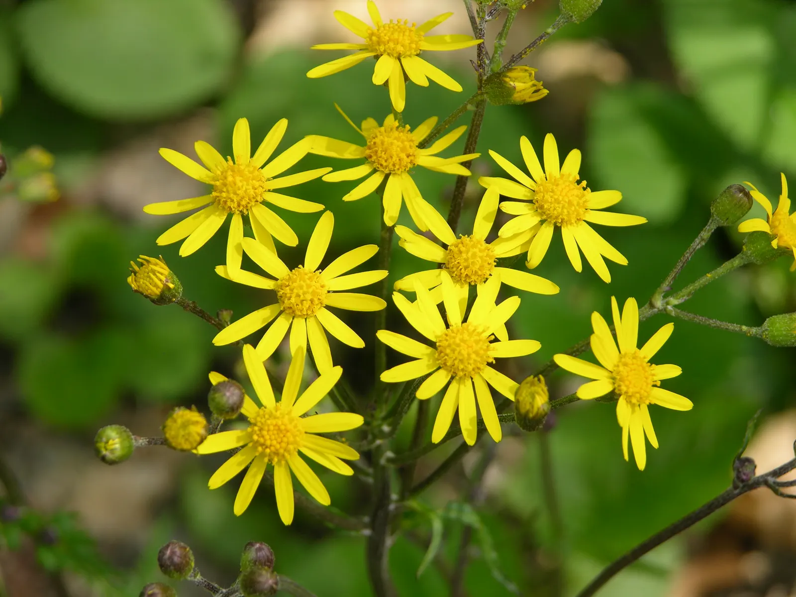 Golden Groundsel (Packera Aurea) — Packera aurea will a valuable addition to your client's garden sanctuary; prefers moist, well-drained soil