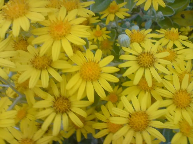 Golden Groundsel (Packera Aurea) — In late spring to early summer; thrives in USDA hardiness zones 3 through 8, image 70