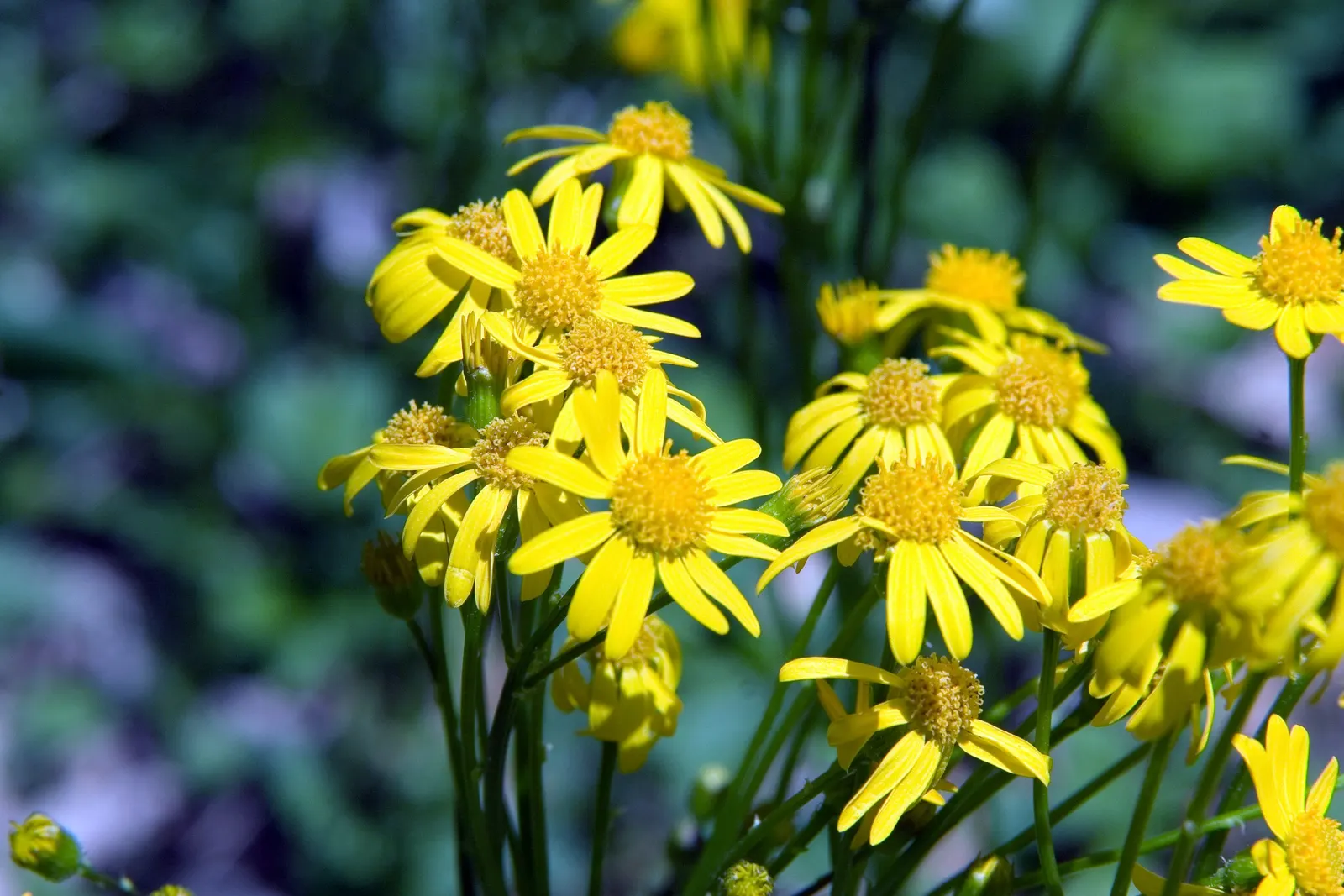Golden Groundsel (Packera Aurea) — Grows 1-2 feet tall with a similar spread