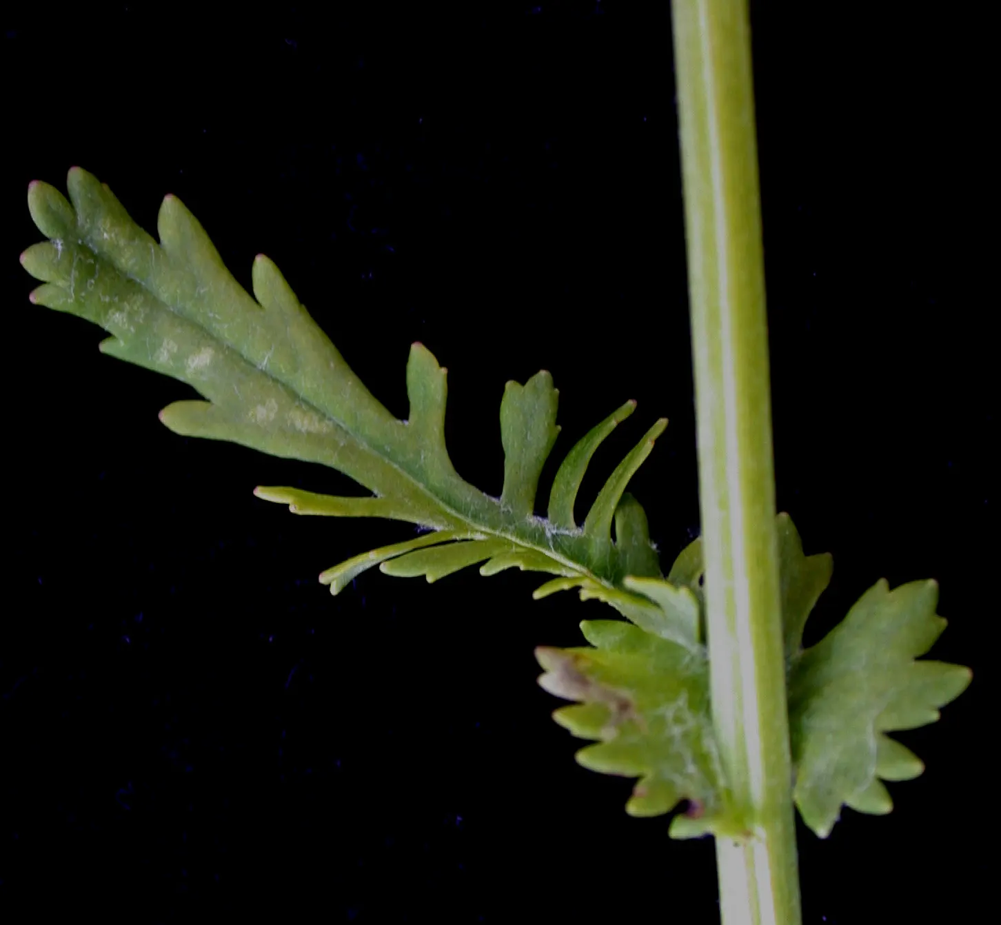 Golden Groundsel (Packera Aurea) — Grows 1-2 feet tall with a similar spread; reaching heights up to 2 feet.<br><br>When considering its place in your design