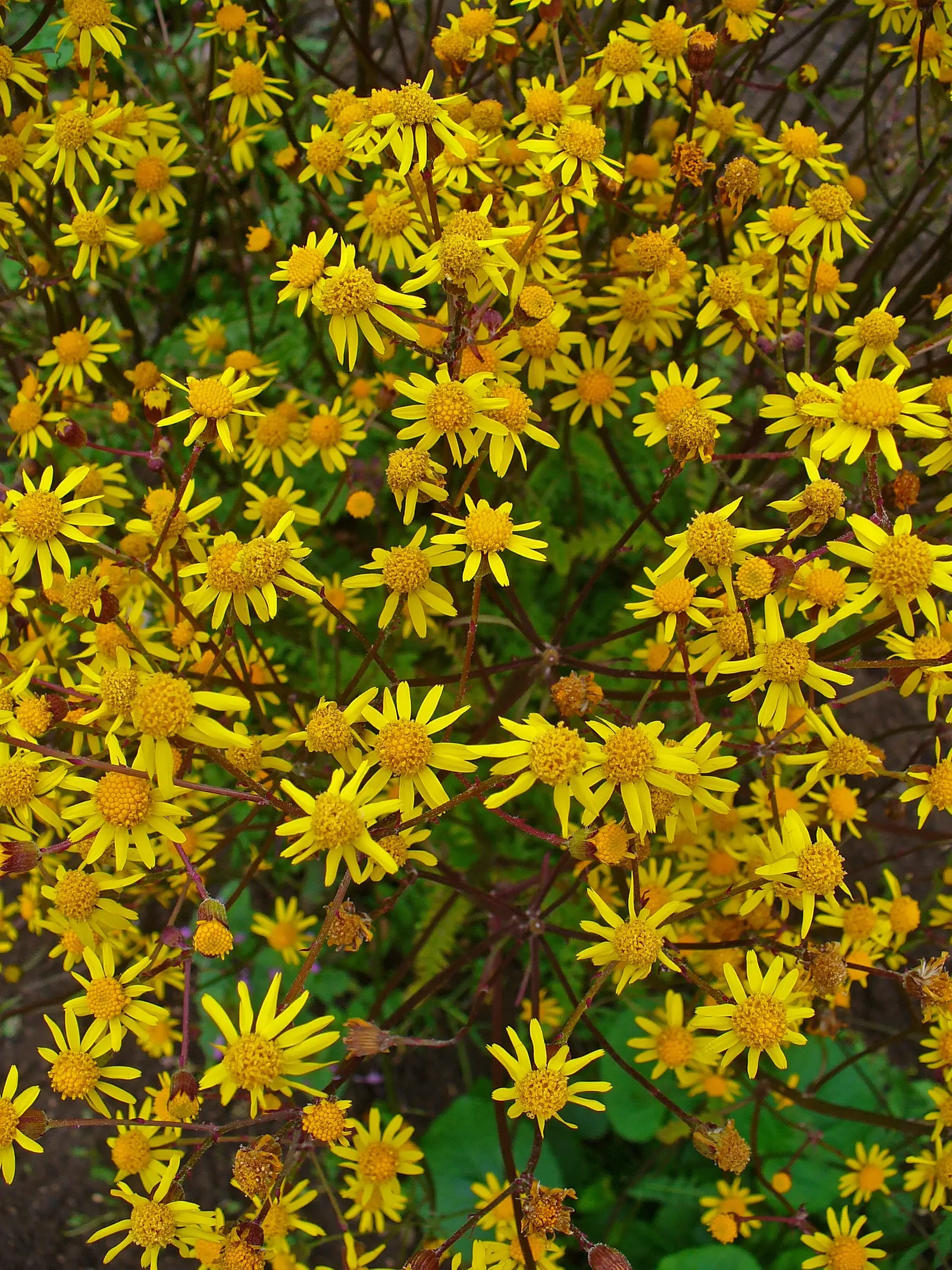 Golden Groundsel (Packera Aurea) — Packera aurea comes alive with bright yellow composite flowers; reaching heights up to 2 feet.<br><br>When considering its