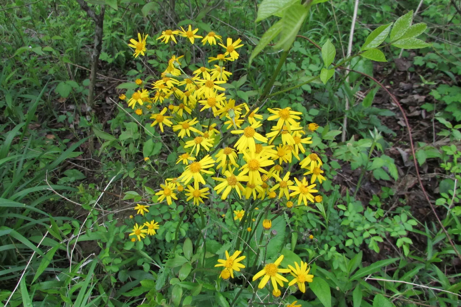 Golden Groundsel (Packera Aurea) — is an enchanting herbaceous perennial that promises to add a burst of sunny color to your landscape design, image 64