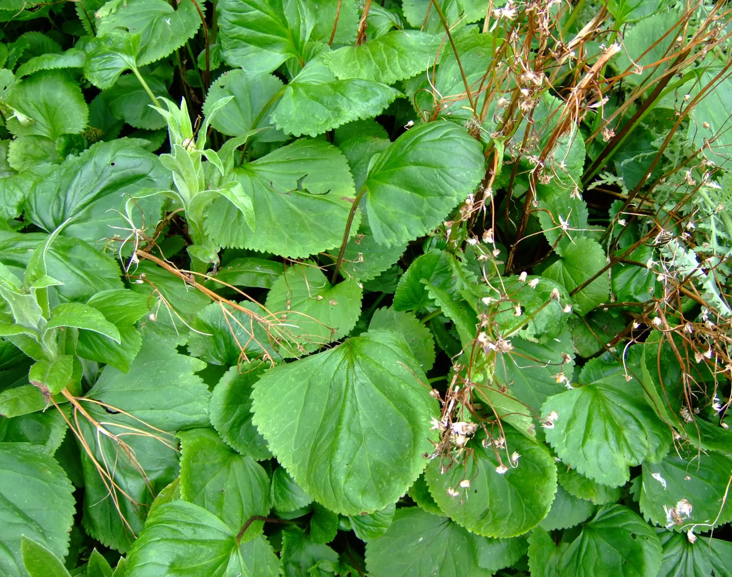 Golden Groundsel (Packera Aurea) — toothed leaves remain an attractive deep green throughout the growing season; prefers moist, well-drained soil, image 69