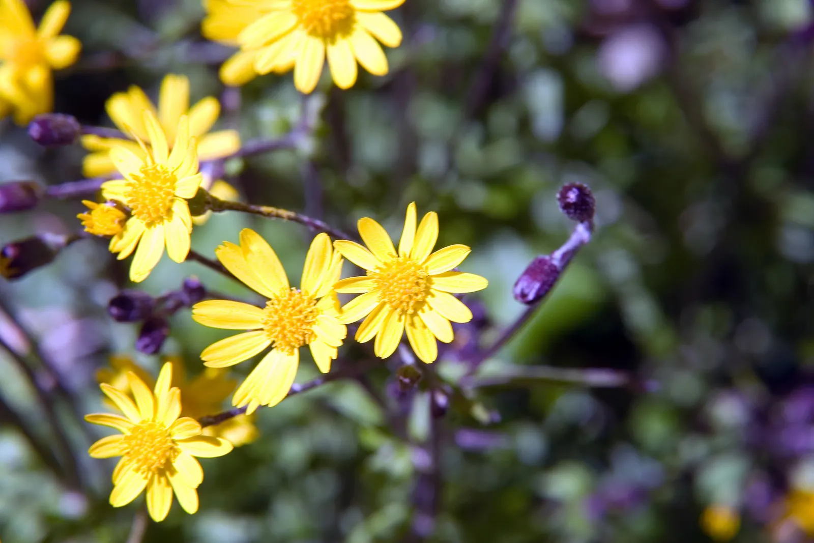 Golden Groundsel (Packera Aurea) — attracting beneficial pollinators such as bees and butterflies; thrives in USDA hardiness zones 3 through 8
