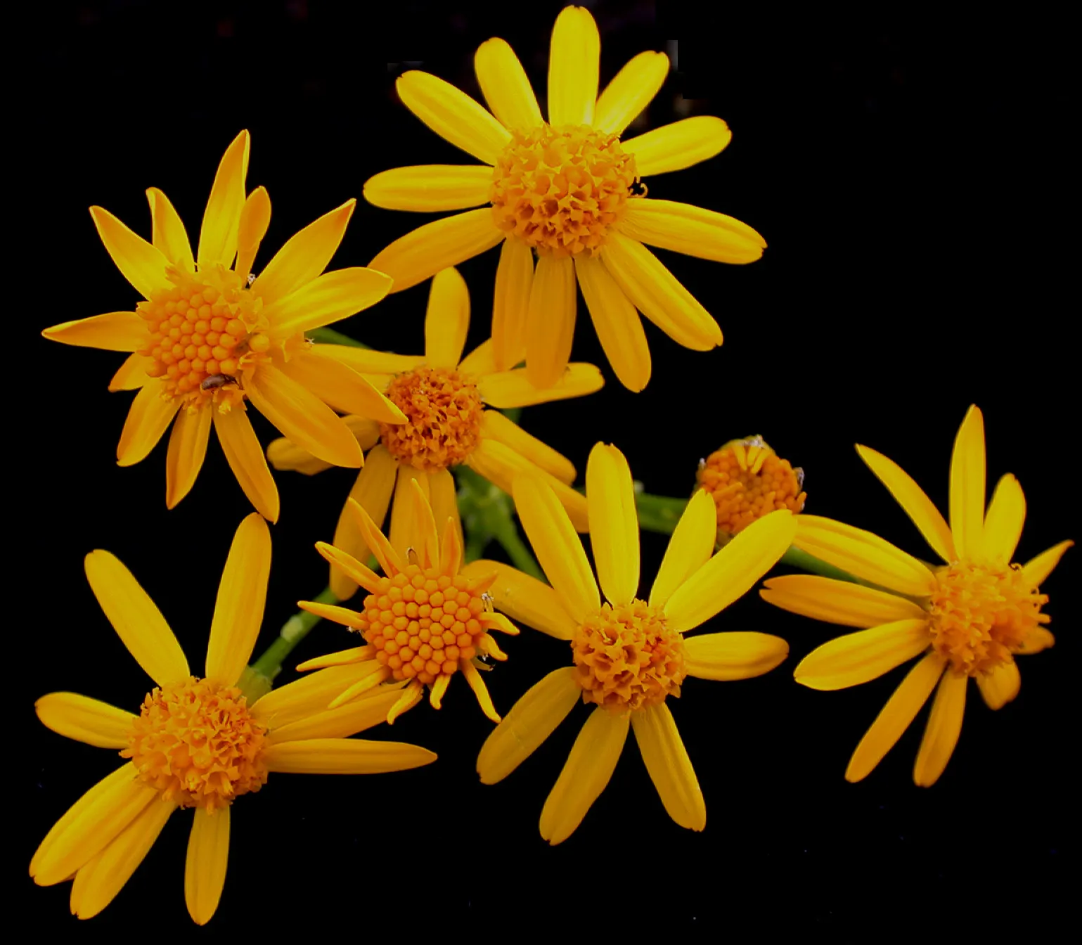 Golden Groundsel (Packera Aurea) — Grows 1-2 feet tall with a similar spread; reaching heights up to 2 feet.<br><br>When considering its place in, image 59
