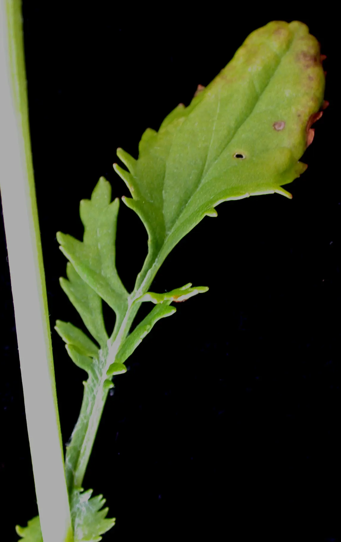 Golden Groundsel (Packera Aurea) — This native North American plant; prefers moist, well-drained soil, image 65