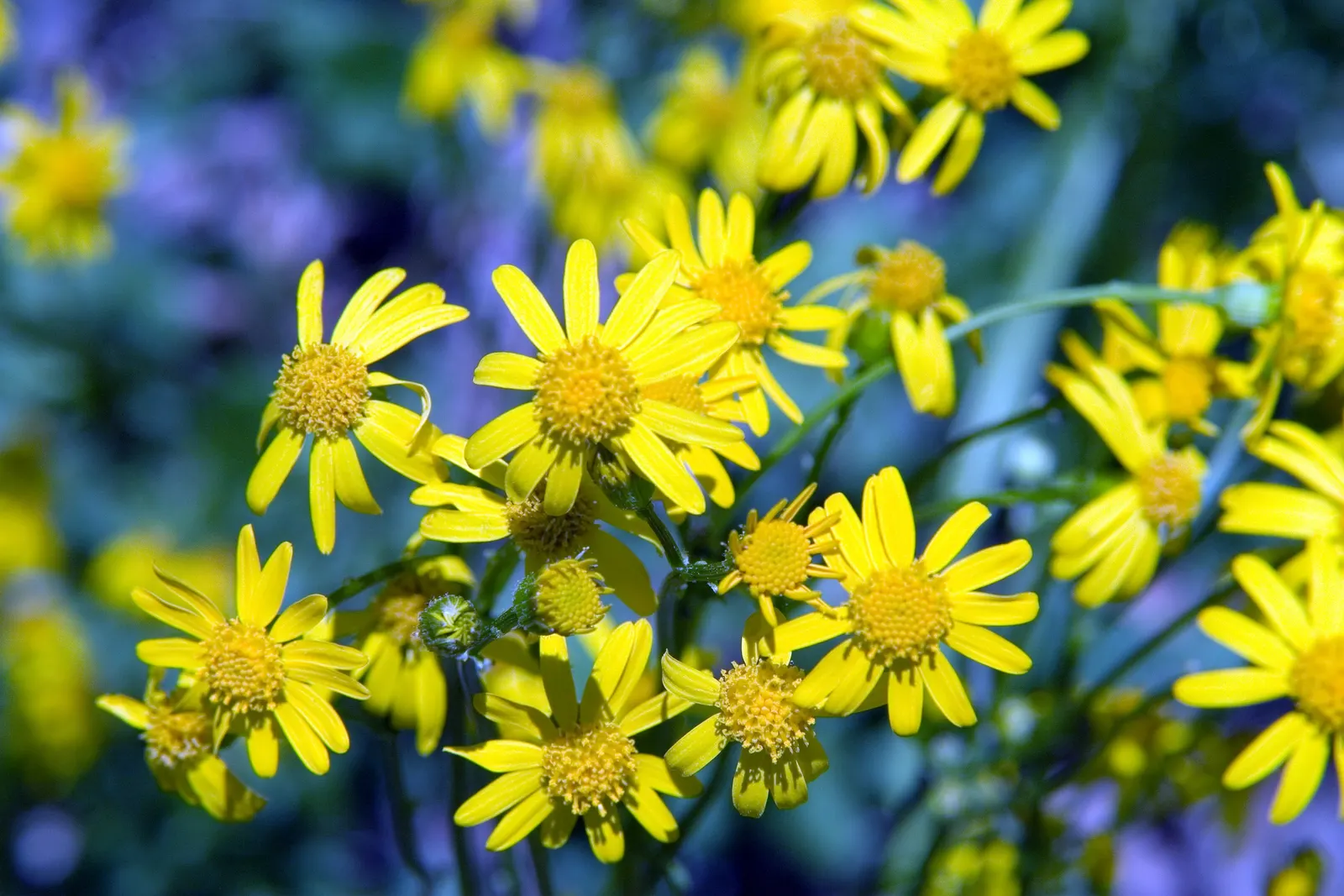 Golden Groundsel (Packera Aurea) — Golden Groundsel (Packera aurea) is a North American native perennial ideal for shade gardens; prefers moist, well-drained