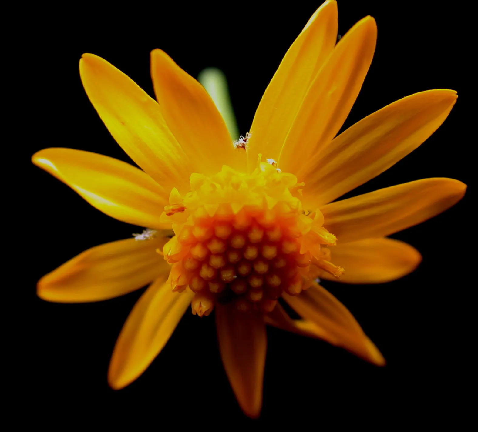 Golden Groundsel (Packera Aurea) — Attracts pollinators while being deer-resistant; thrives in USDA hardiness zones 3 through 8