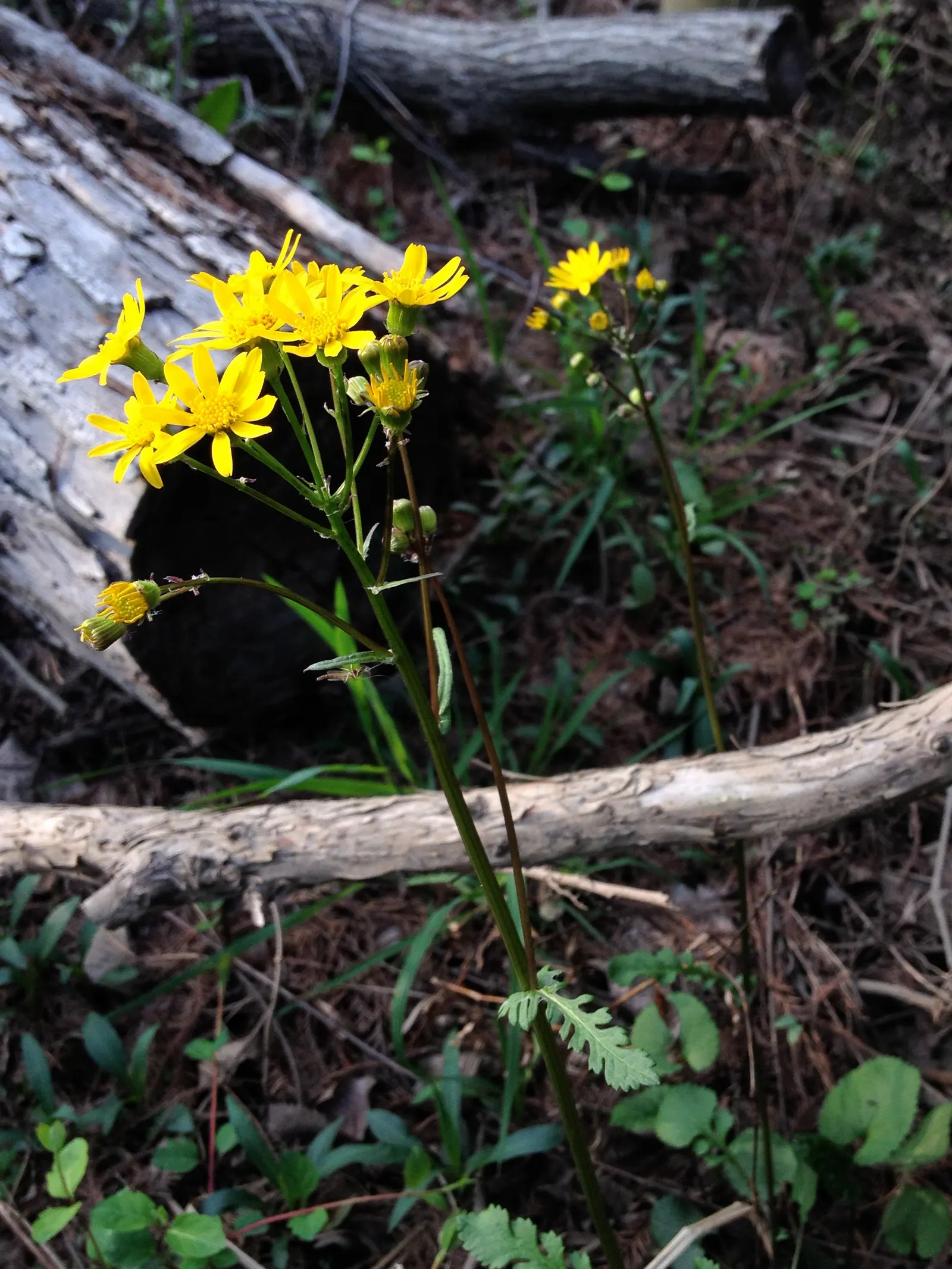 Golden Groundsel (Packera Aurea) — or utilized as a natural groundcover; packera aurea will a valuable addition to your client's garden sanctuary