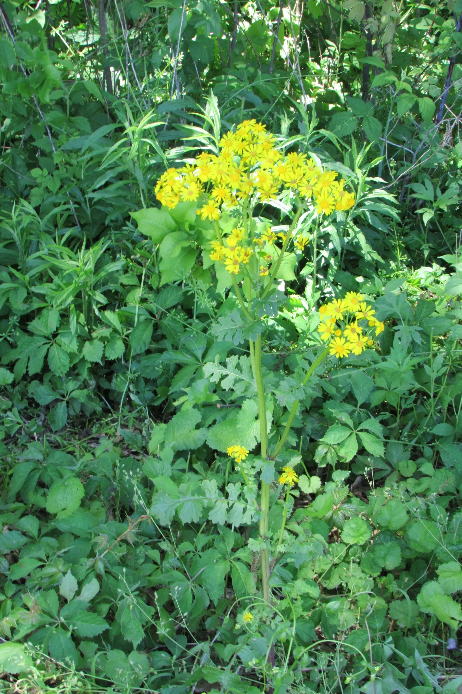 Golden Groundsel (Packera Aurea) — known for its resilience and easy care; thrives in USDA hardiness zones 3 through 8, image 66