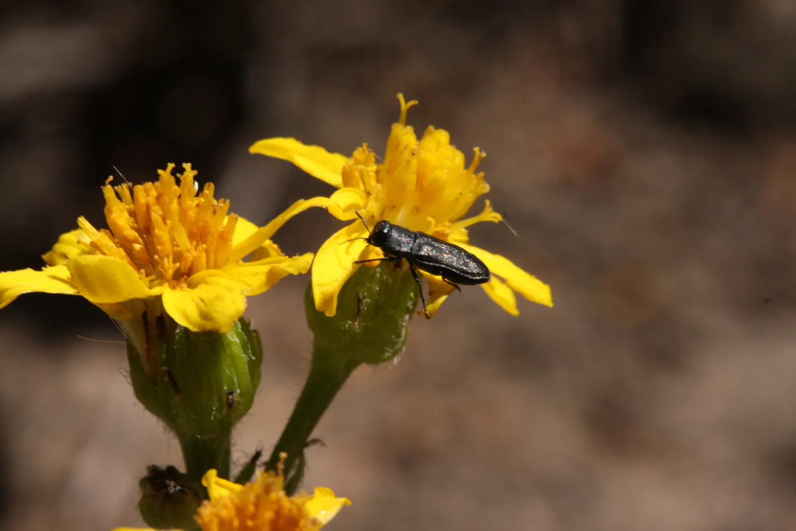 Golden Groundsel (Packera Aurea) — bright yellow daisy-like flowers that bloom in late spring to early summer
