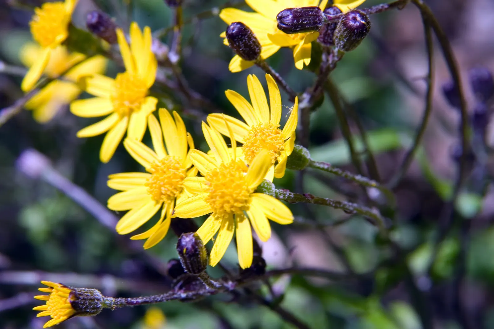 Golden Groundsel (Packera Aurea) — with a clump-forming habit that gently colonizes over time