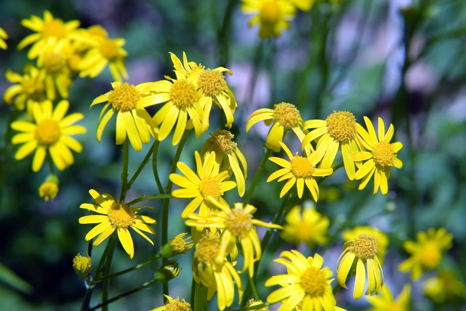 Golden Groundsel (Packera Aurea) — This native North American plant; prefers moist, well-drained soil