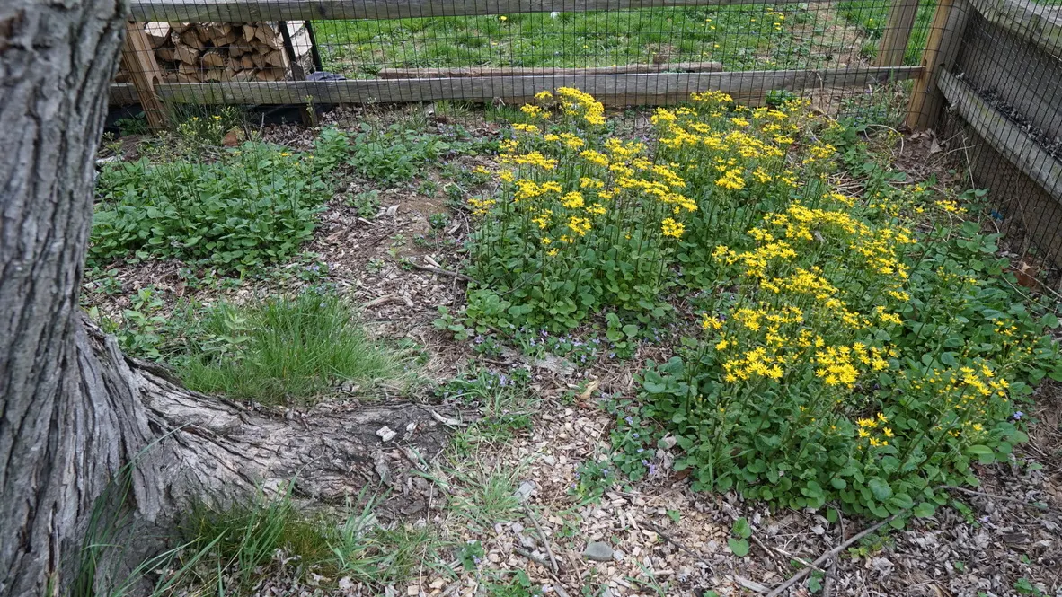 Golden Groundsel (Packera Aurea) — In late spring to early summer; thrives in USDA hardiness zones 3 through 8