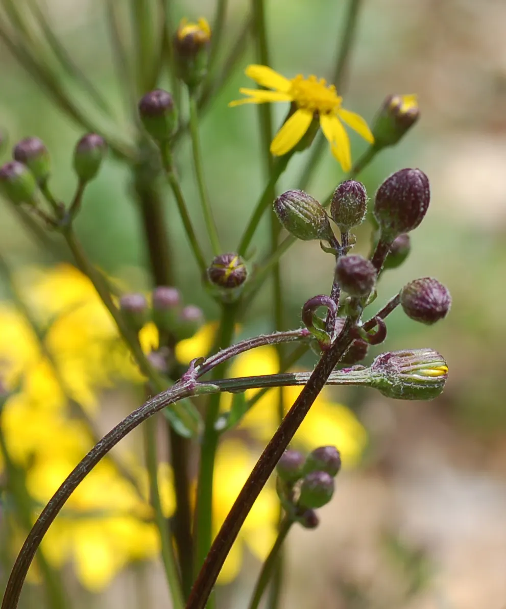 Golden Groundsel (Packera Aurea) — with a clump-forming habit that gently colonizes over time; packera aurea will a valuable addition to your client's garden