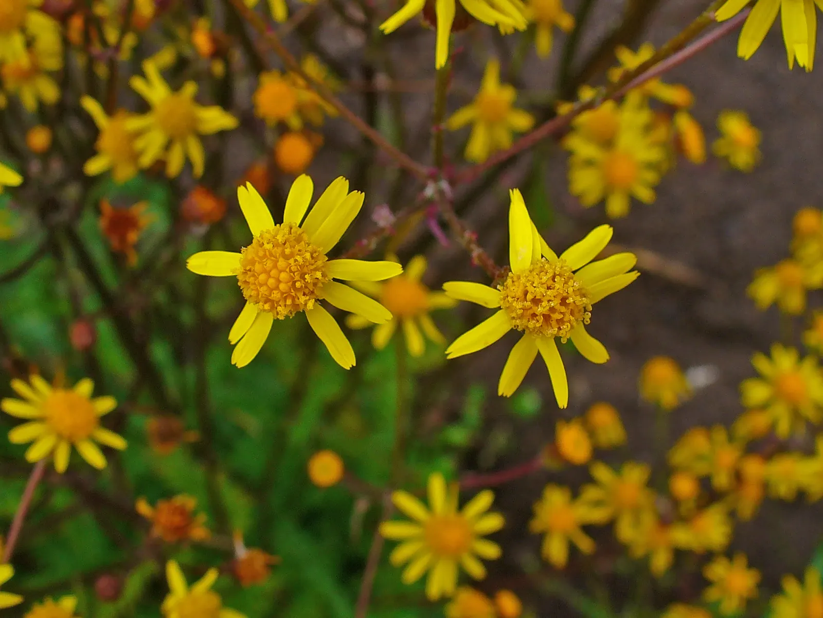 Golden Groundsel (Packera Aurea) — In late spring to early summer