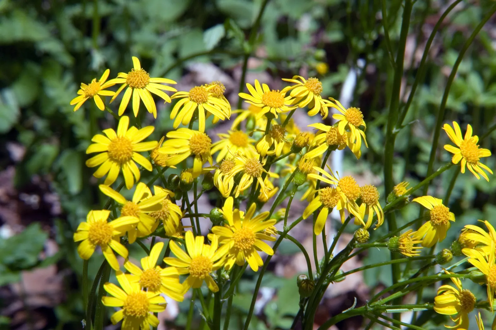 Golden Groundsel (Packera Aurea) — attracting beneficial pollinators such as bees and butterflies