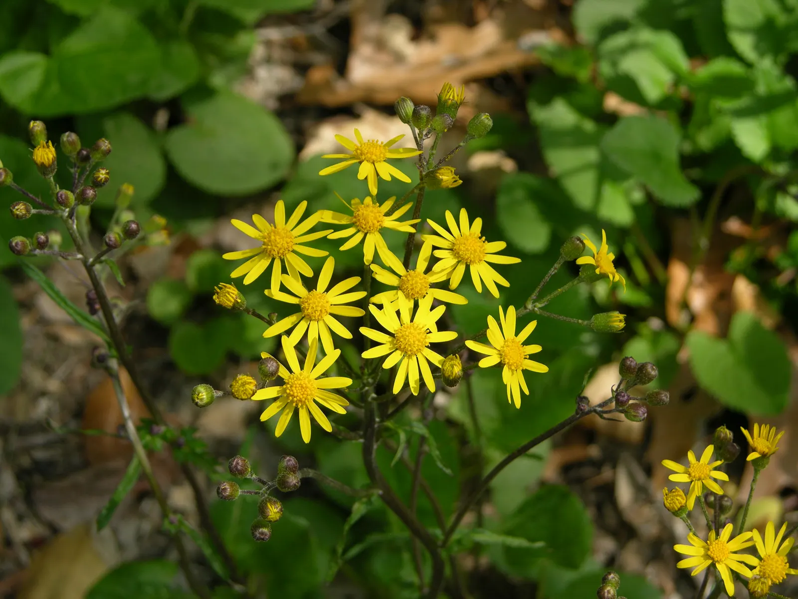 Golden Groundsel (Packera Aurea) — reaching heights up to 2 feet.<br><br>When considering its place in your design; thrives in USDA hardiness zones 3 through 8