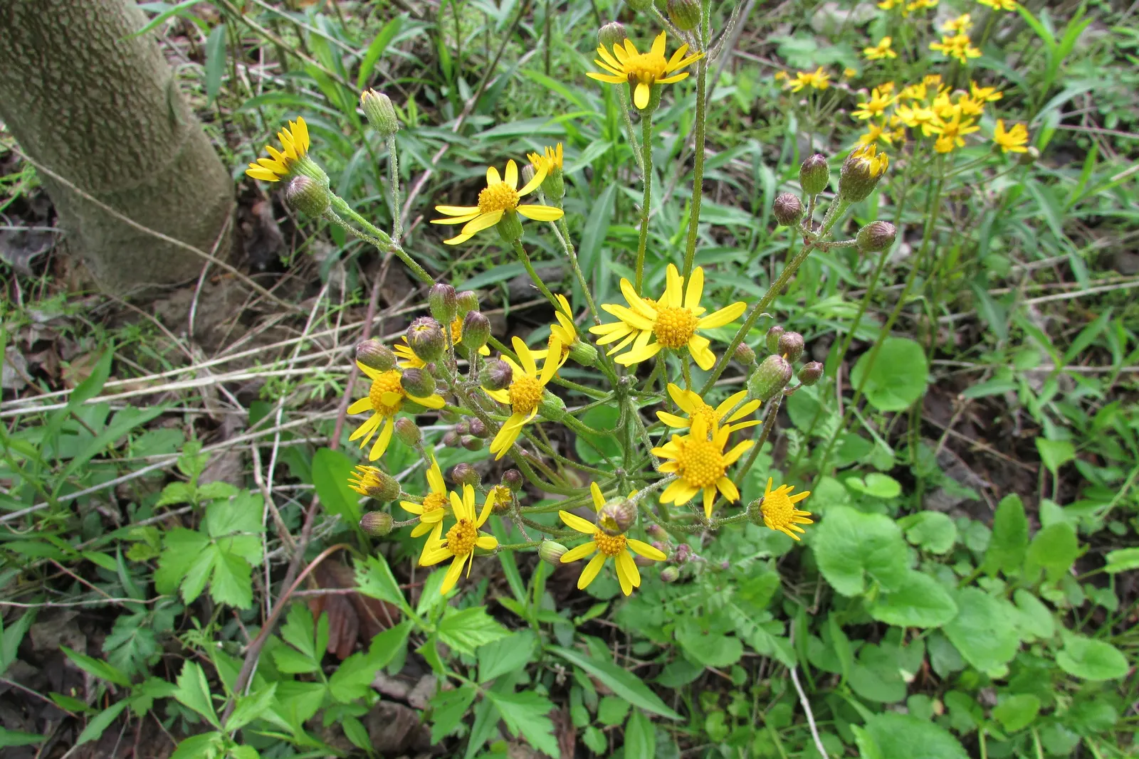 Golden Groundsel (Packera Aurea) — each blossoming atop slender; packera aurea will a valuable addition to your client's garden sanctuary, image 72