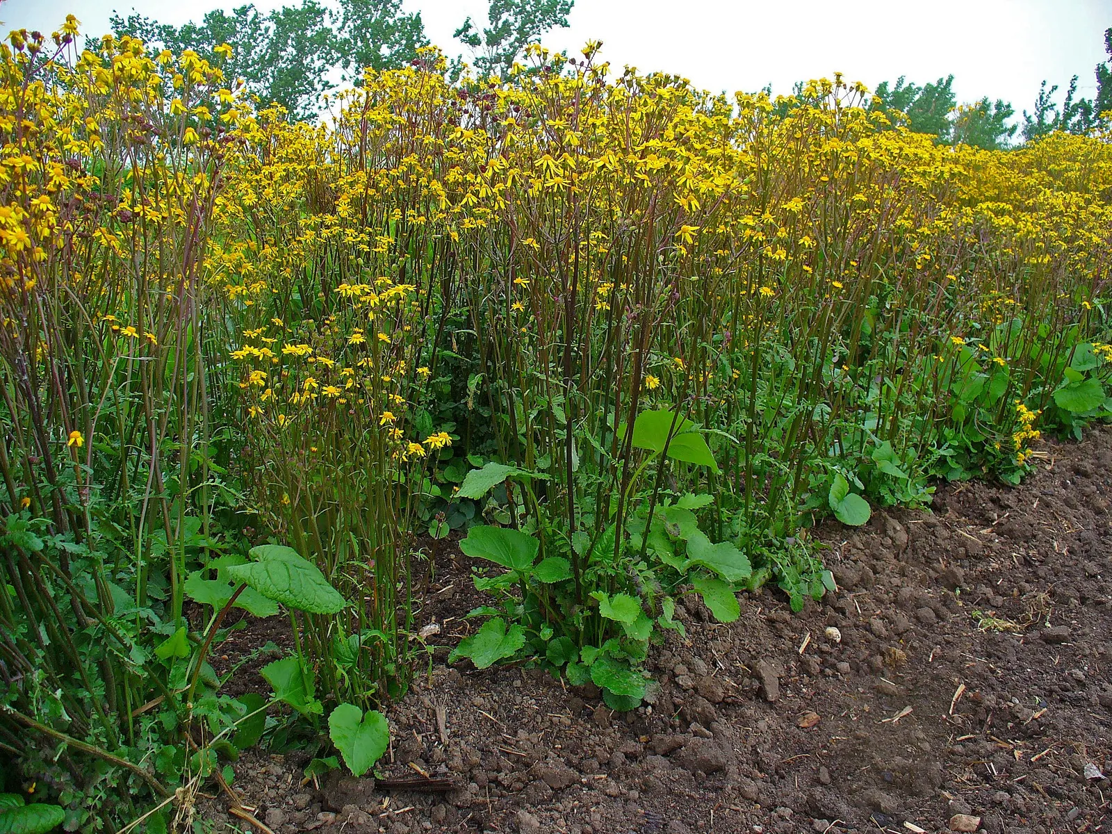 Golden Groundsel (Packera Aurea) — Prefers moist, well-drained soil