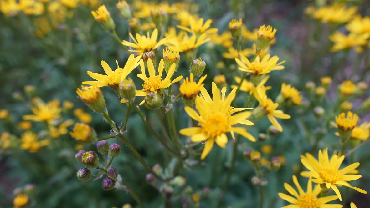Golden Groundsel (Packera Aurea) — bright yellow daisy-like flowers that bloom in late spring to early summer; thrives in USDA hardiness zones 3, image 58