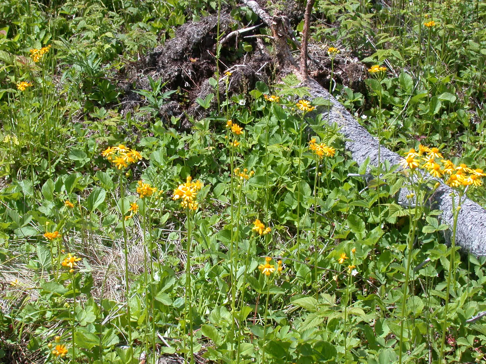 Golden Groundsel (Packera Aurea) — this perennial is advantageous for ecological plantings as well; prefers moist, well-drained soil