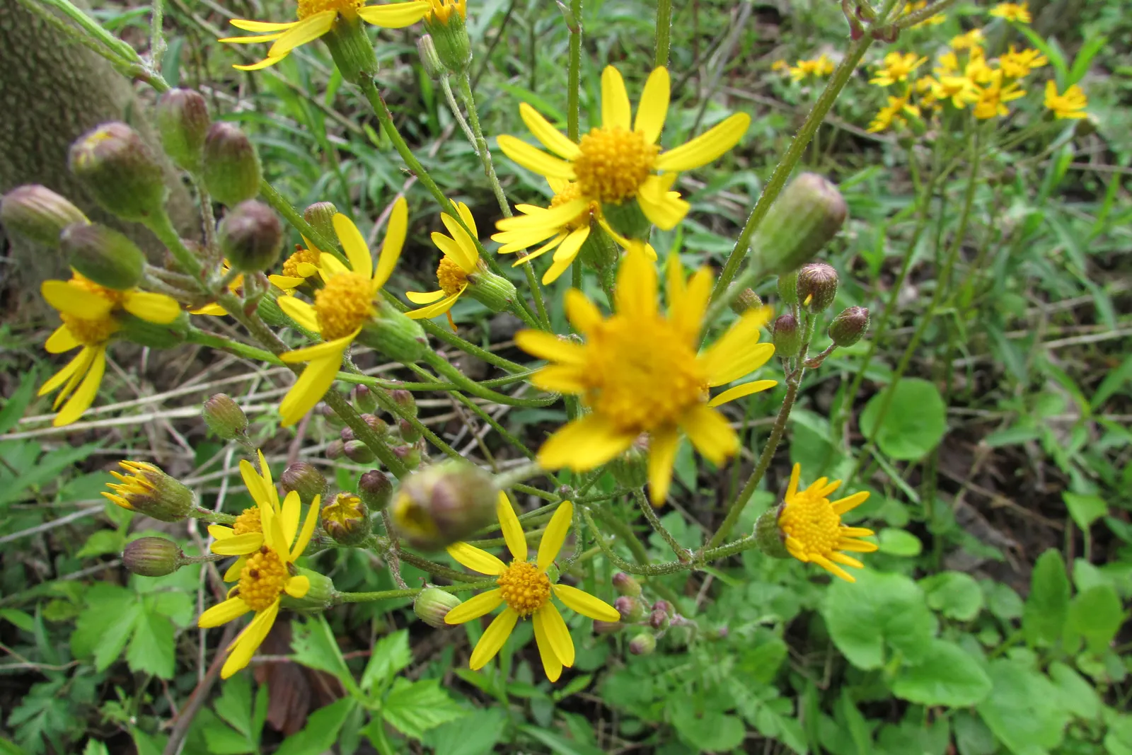 Golden Groundsel (Packera Aurea) — Golden Groundsel (Packera aurea) is a North American native perennial ideal for shade gardens; prefers moist, image 57