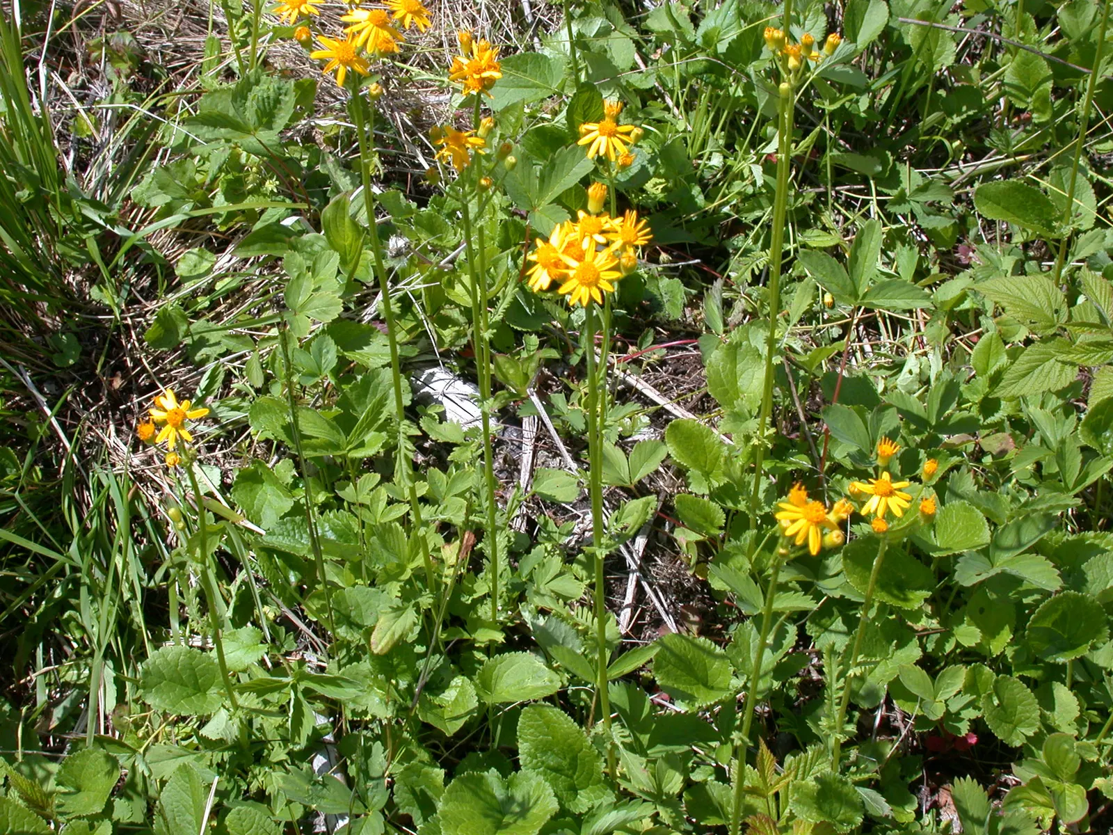 Golden Groundsel (Packera Aurea) — reaching heights up to 2 feet.<br><br>When considering its place in your design; thrives in USDA hardiness zones, image 74