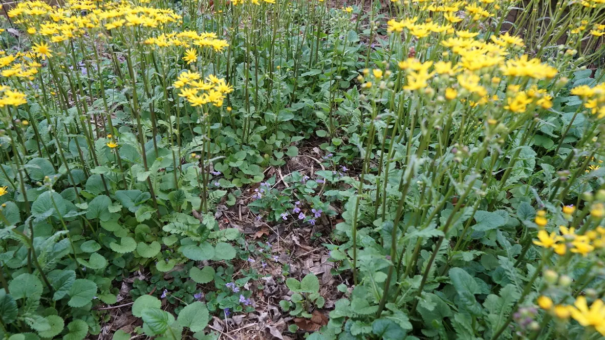 Golden Groundsel (Packera Aurea) — Attracts pollinators while being deer-resistant