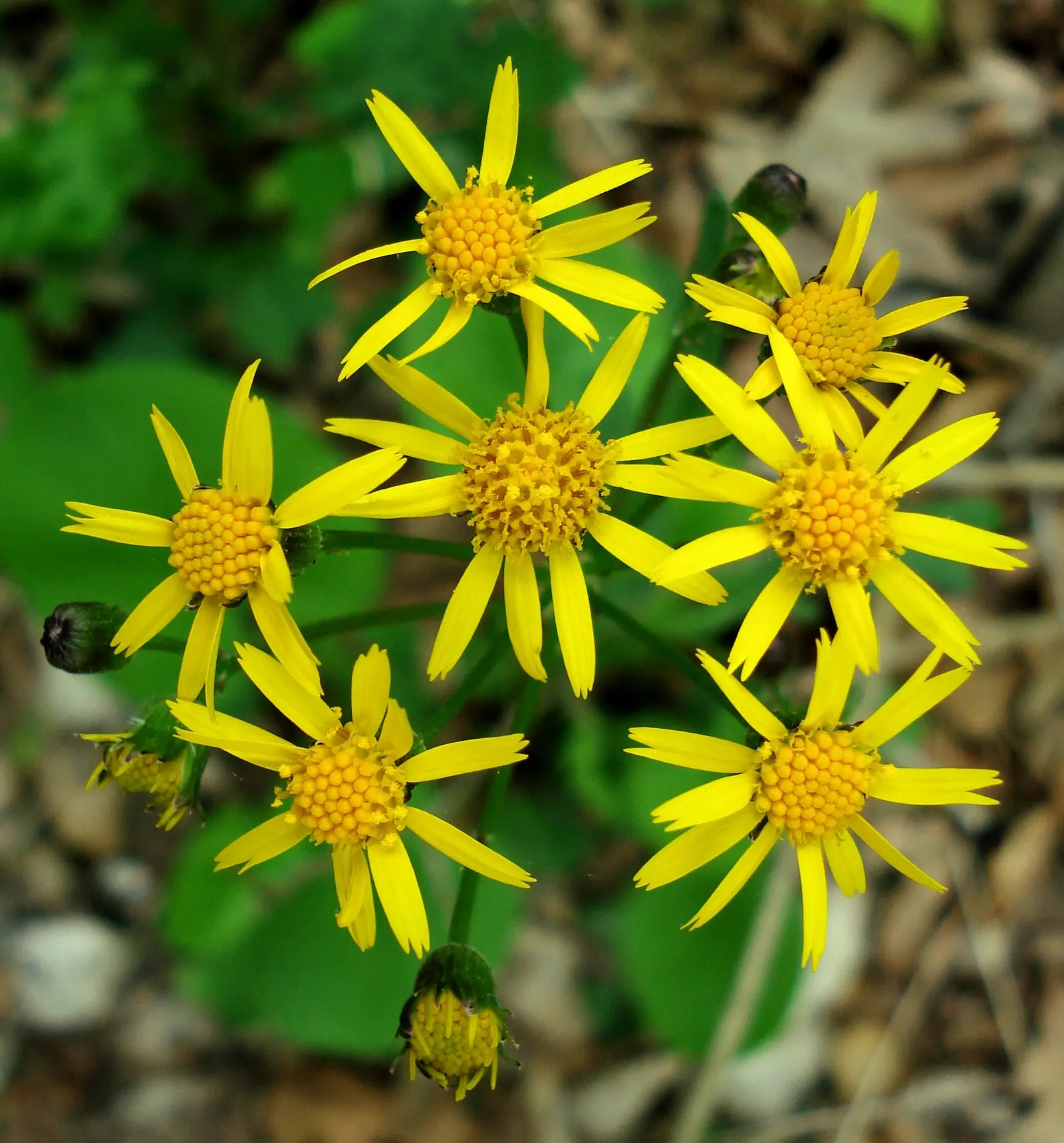 Golden Groundsel (Packera Aurea) — Packera aurea comes alive with bright yellow composite flowers