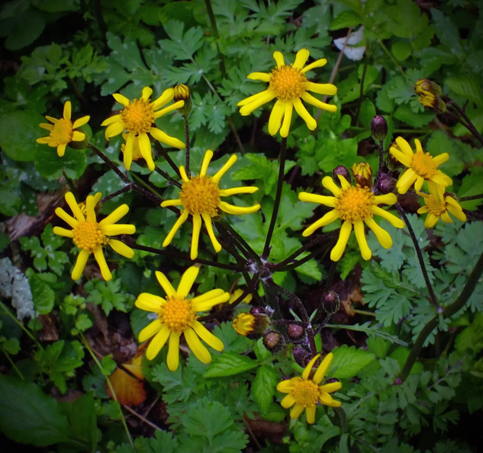 Golden Groundsel (Packera Aurea) — Hardy in zones 3-8, it's excellent for naturalizing and ground cover